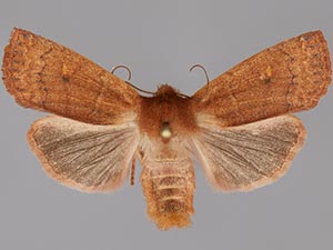 Eupsilia colorado