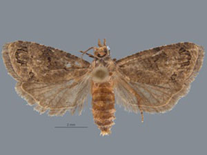 Thaumatotibia leucotreta