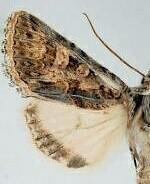 Sympistis horus