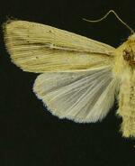 Leucania februalis