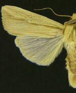 Leucania dorsalis