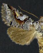 Stretchia pictipennis