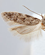 Pseudotelphusa landryi