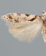 Pseudotelphusa ontariensis