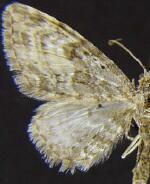 Eupithecia pygmaeata