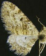 Eupithecia palmata