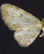 Eupithecia sewardata