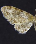 Eupithecia phyllisae