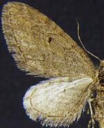 Eupithecia gilata