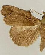 Lascoria orneodalis