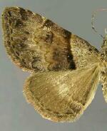 Nychioptera basipallida