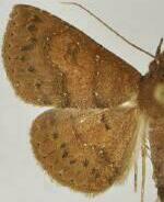 Antiblemma filaria