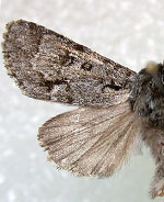 Acronicta menyanthidis