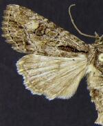 Aseptis pausis