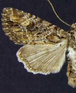Aseptis genetrix