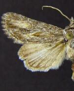 Aseptis monica