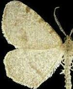 Speranza andersoni