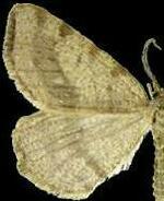 Speranza andersoni