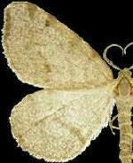 Speranza andersoni