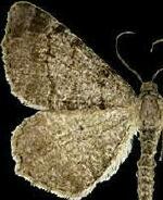 Macaria unipunctaria