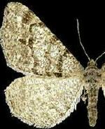 Macaria unipunctaria