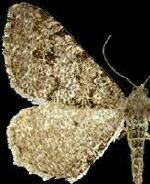 Macaria unipunctaria
