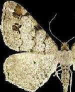 Macaria unipunctaria