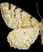 Macaria unipunctaria