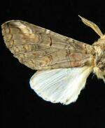 Heterocampa simulans