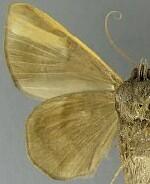 Epidromia pannosa