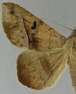 Epidromia lienaris