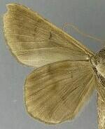 Epidromia lienaris