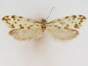 Greya punctiferella