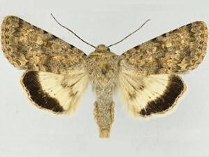 Sympistis sandaraca