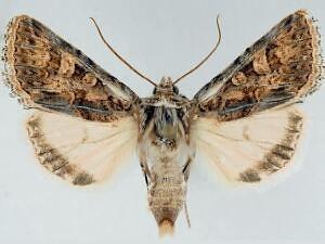 Sympistis horus