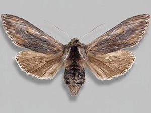 Cucullia dammersi