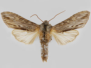 Cucullia comstocki