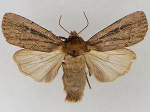 Ufeus plicatus