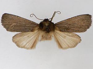 Ufeus plicatus