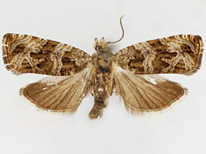 Olethreutes galevora