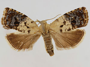 Cydia pseudotsugae