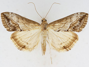 Evergestis funalis