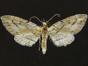 Eupithecia sabulosata