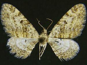 Eupithecia palmata