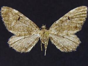 Eupithecia cupressata