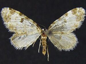 Eupithecia sperryi
