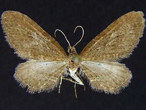 Eupithecia purpurissata