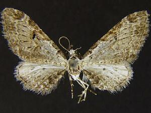 Eupithecia cestatoides