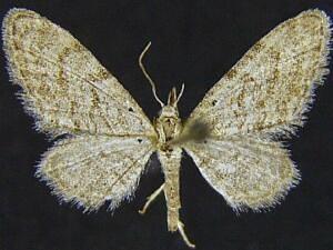 Eupithecia mendicata