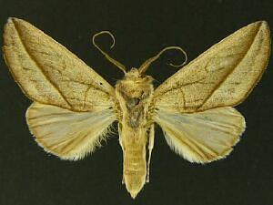 Hemiceras cadmia